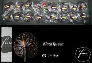 ANTHU BLACK QUEEN 30 X16